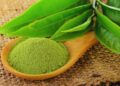 Chá verde: benefícios, usos medicinais e como utilizar no dia a dia