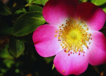 Rosa mosqueta: benefícios, usos medicinais e como utilizar no dia a dia