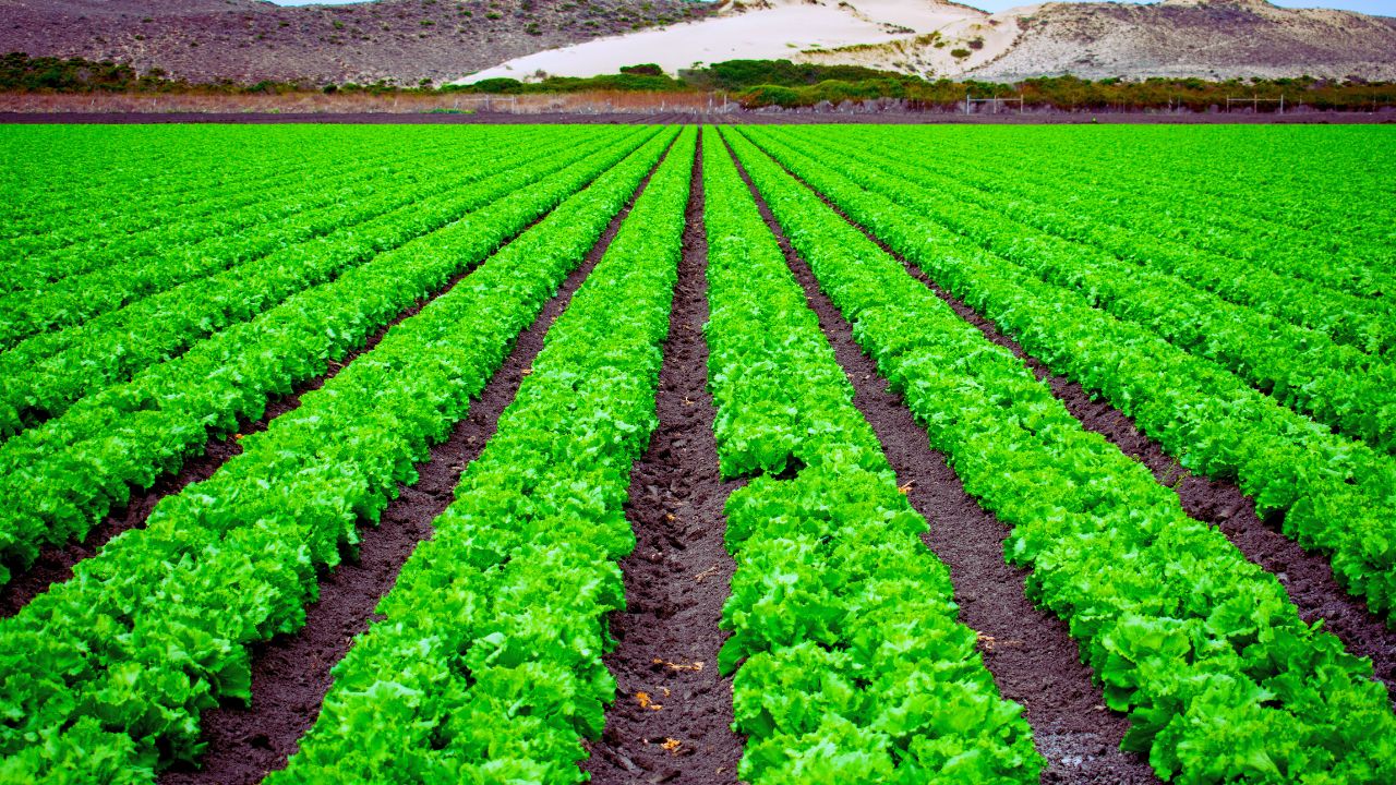 Crise climática: cultivo de alface ameçado em campo aberto