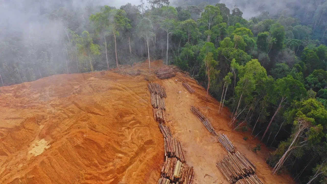 Amazônia perdeu área equivalente à França em 40 anos de desmatamento