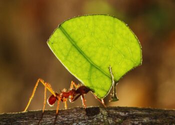 Formigas: engenheiras invisíveis que sustentam os ecossistemas