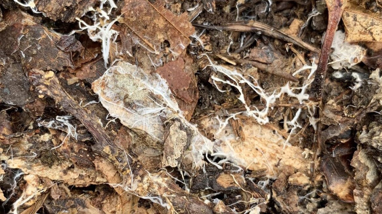 O papel ecológico dos fungos e a floresta subterrânea que sustenta a vida