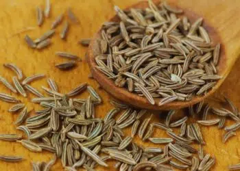 Kummel: benefícios, usos medicinais e como utilizar no dia a dia
