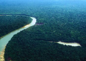 Captura de carbono na Amazônia está em risco, alerta estudo