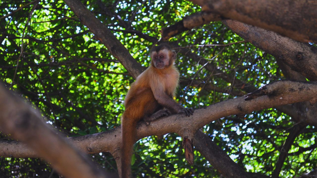 Entidades públicas e privadas pedem pacto nacional pelo fortalecimento do Código Florestal