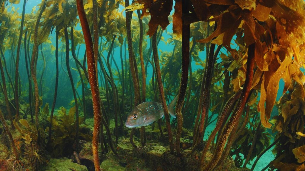 As florestas de algas: os recifes que ninguém vê