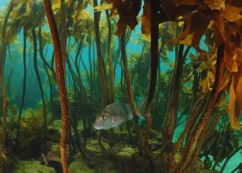 As florestas de algas: os recifes que ninguém vê