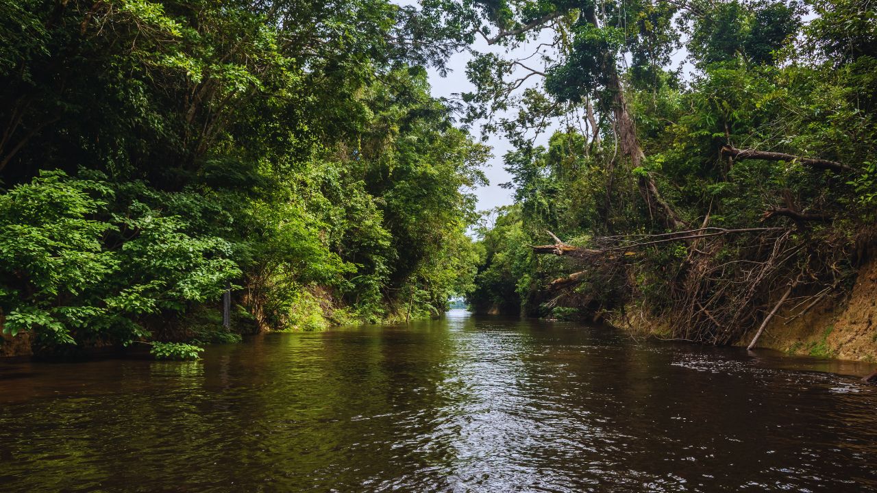 Florestas públicas e créditos de carbono: Brasil abre caminho para certificação internacional