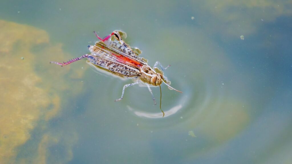 Insetos aquáticos e a saúde dos rios