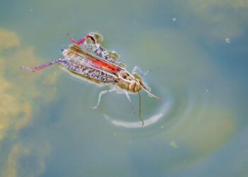 Insetos aquáticos e a saúde dos rios