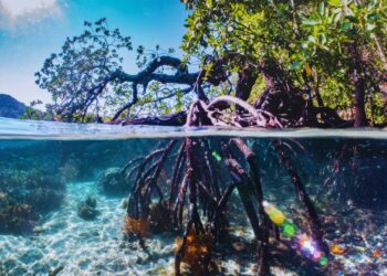 Manguezais, muralhas vivas da costa