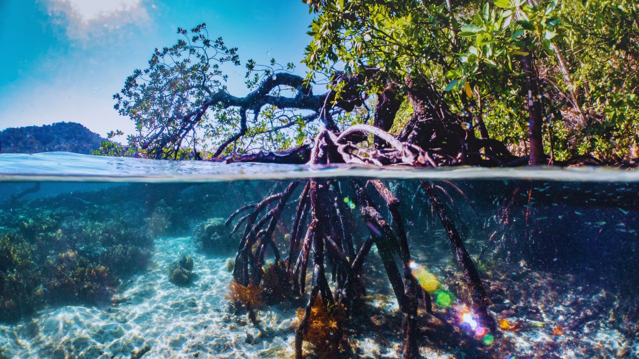 Manguezais, muralhas vivas da costa