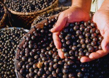 Projeto transforma áreas de queimada em produção sustentável no Marajó