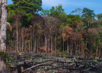 Reversão de desmatamento pode gerar US$ 100 bilhões por ano para países tropicais