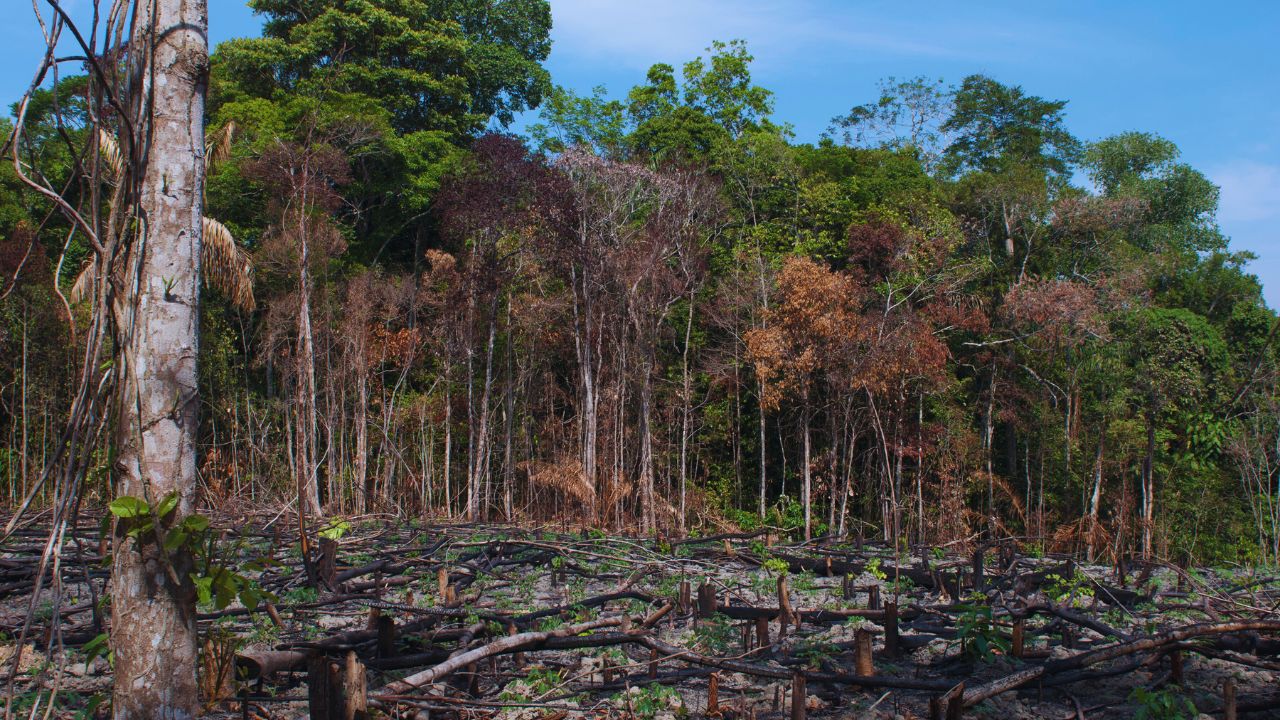 Reversão de desmatamento pode gerar US$ 100 bilhões por ano para países tropicais