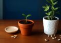 Simpatia com sementes para novos projetos
