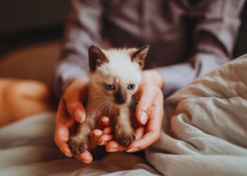 Terapia com animais no contexto digital: vínculos que curam além das telas