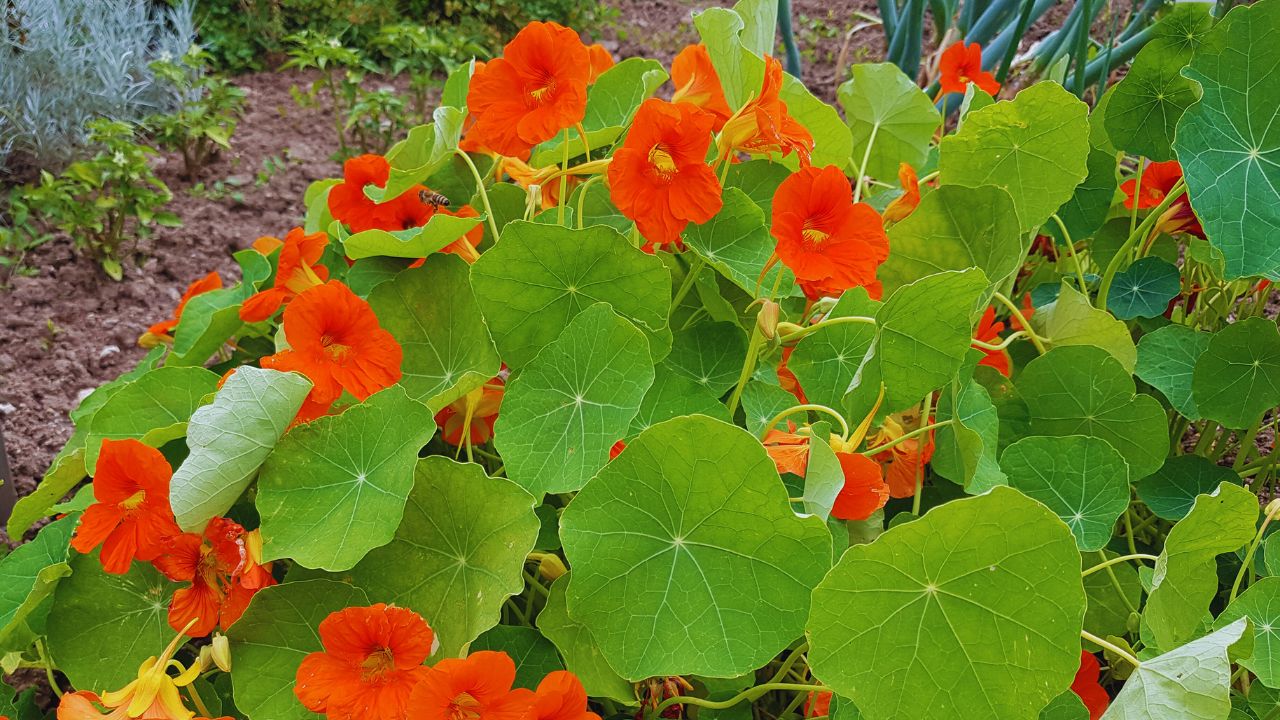 Capuchinha: benefícios, usos medicinais e como utilizar no dia a dia