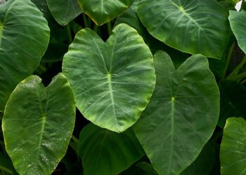 Taioba: benefícios, usos medicinais e como utilizar no dia a dia