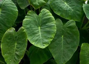 Taioba: benefícios, usos medicinais e como utilizar no dia a dia