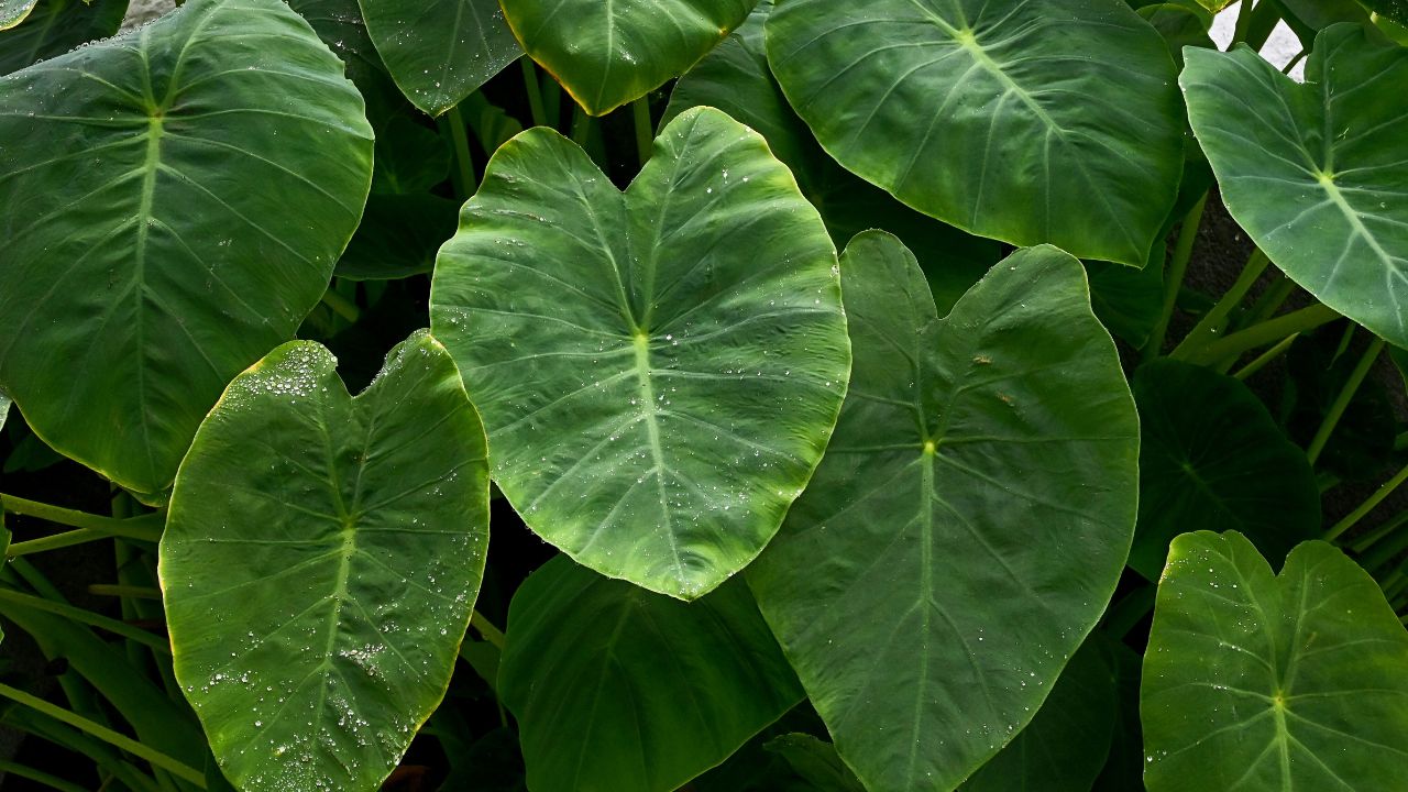 Taioba: benefícios, usos medicinais e como utilizar no dia a dia