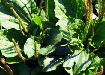 Tanchagem: benefícios, usos medicinais e como utilizar no dia a dia