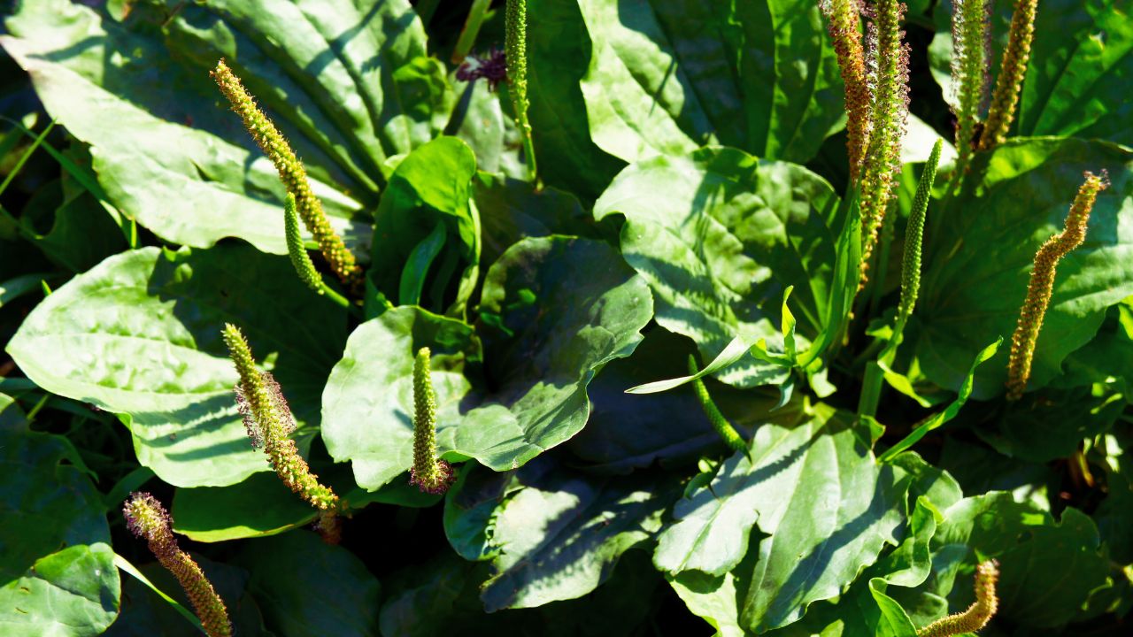 Tanchagem: benefícios, usos medicinais e como utilizar no dia a dia