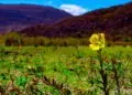 IBGE redesenha biomas: Mata Atlântica encolhe e Cerrado se expande após revisão técnica