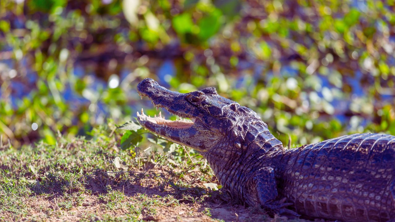 MapBiomas revela colapso do Pantanal após quatro décadas de perda ambiental