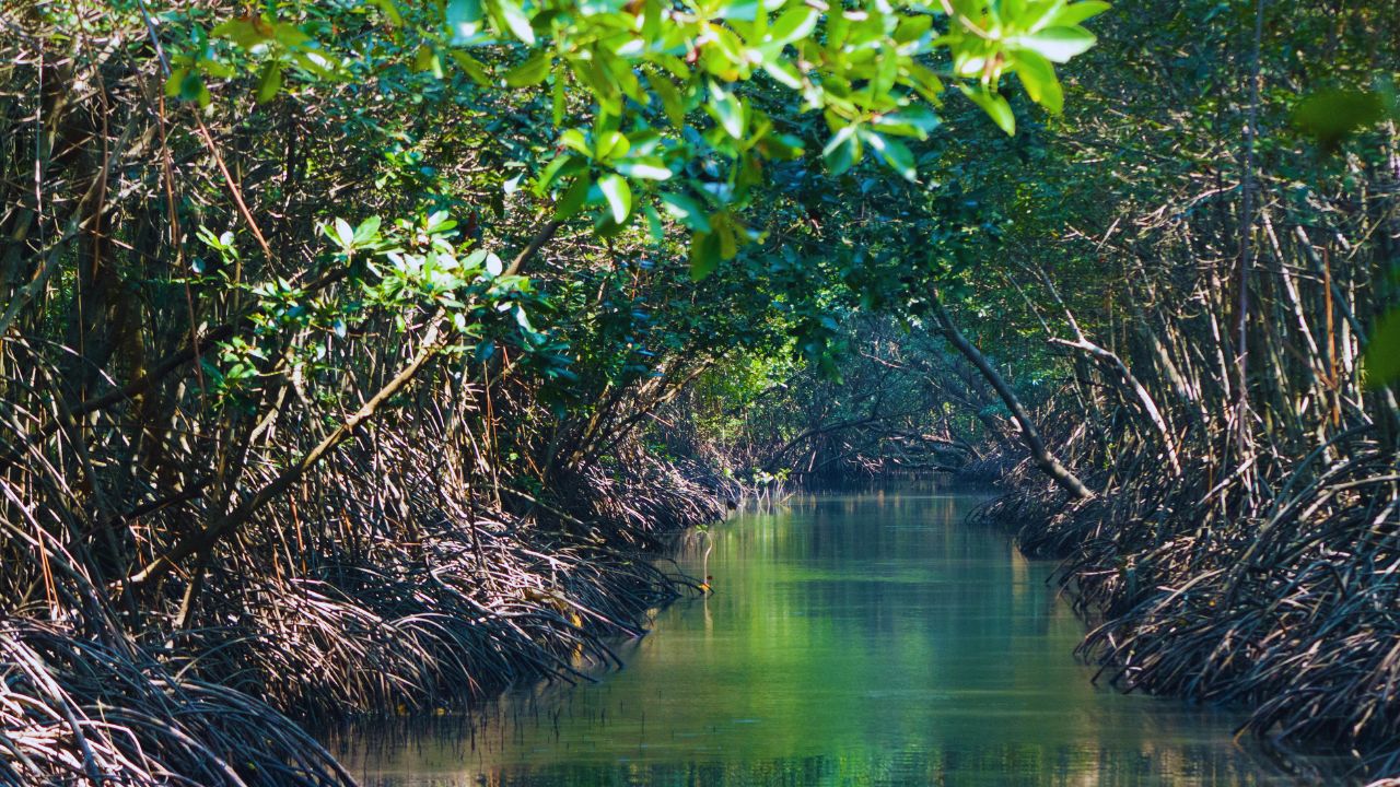 Pacto global para proteger manguezais ganha apoio de 46 governos