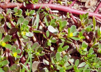 Beldroega: benefícios, usos medicinais e como utilizar no dia a dia