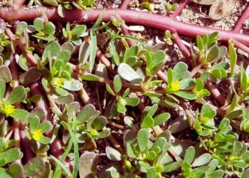 Beldroega: benefícios, usos medicinais e como utilizar no dia a dia