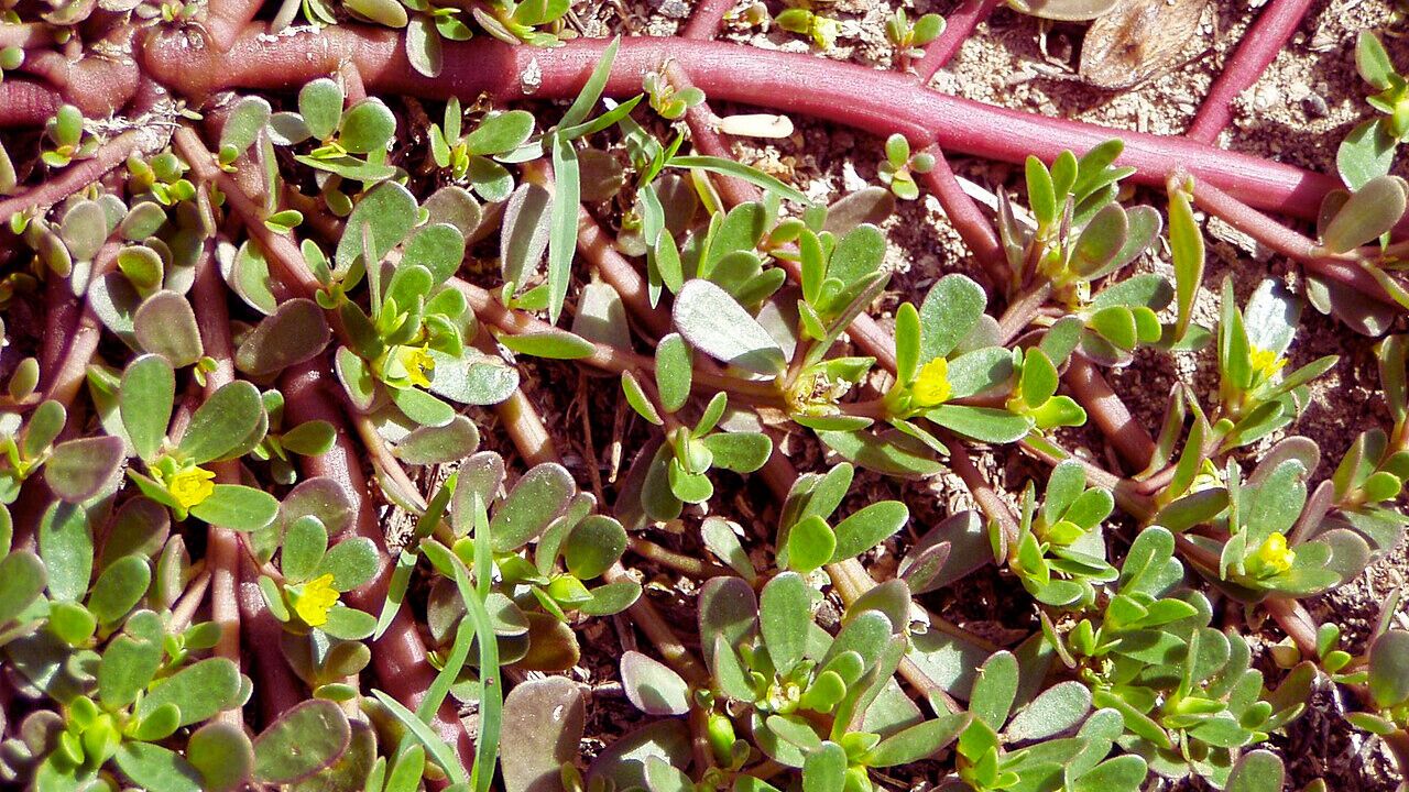 Beldroega: benefícios, usos medicinais e como utilizar no dia a dia