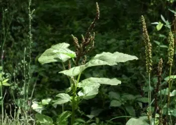 Caruru: benefícios, usos medicinais e como utilizar no dia a dia