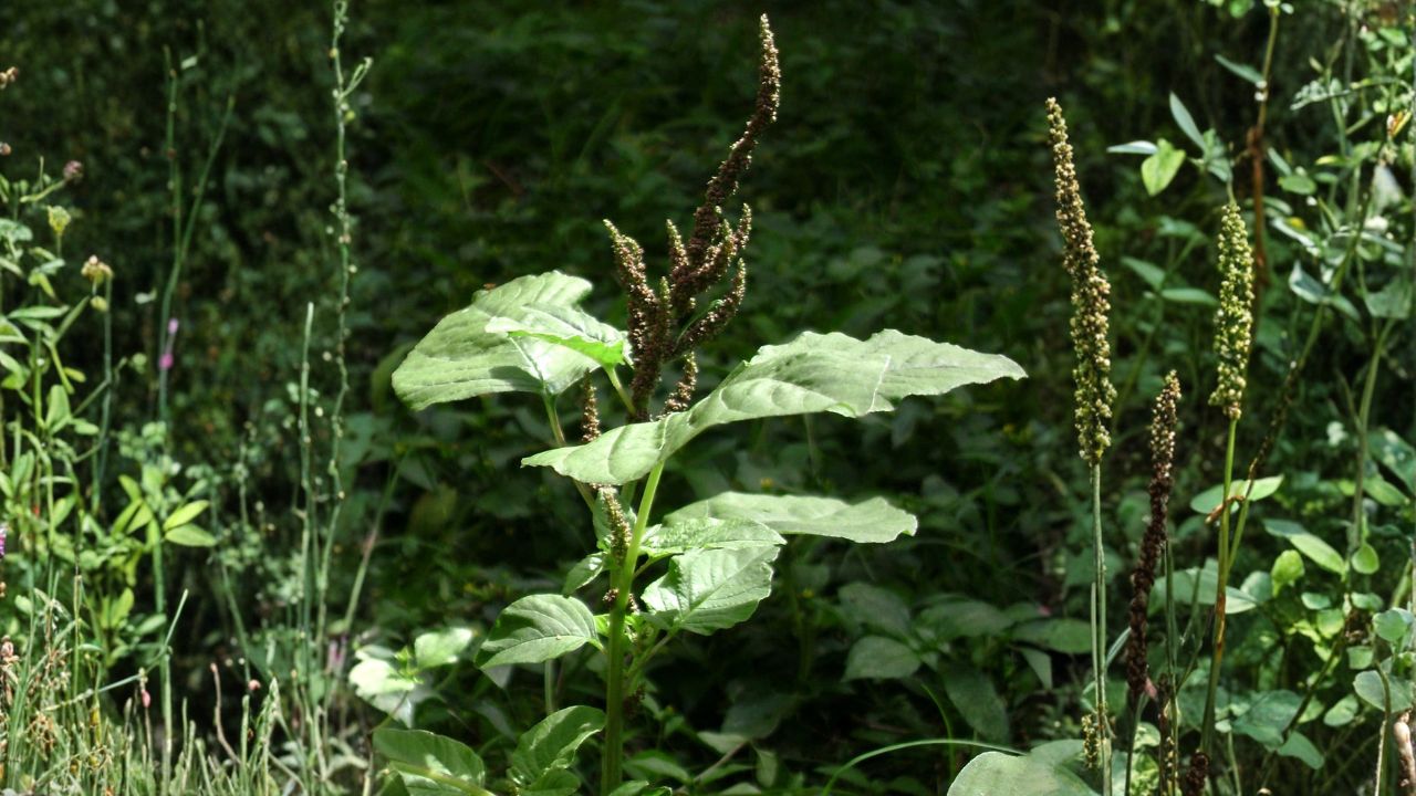 Caruru: benefícios, usos medicinais e como utilizar no dia a dia