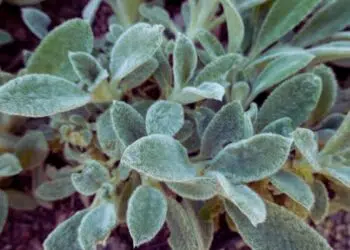 Peixinho da horta: benefícios, usos medicinais e como utilizar no dia a dia