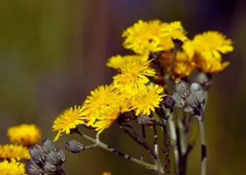 Serralha: benefícios, usos medicinais e como utilizar no dia a dia