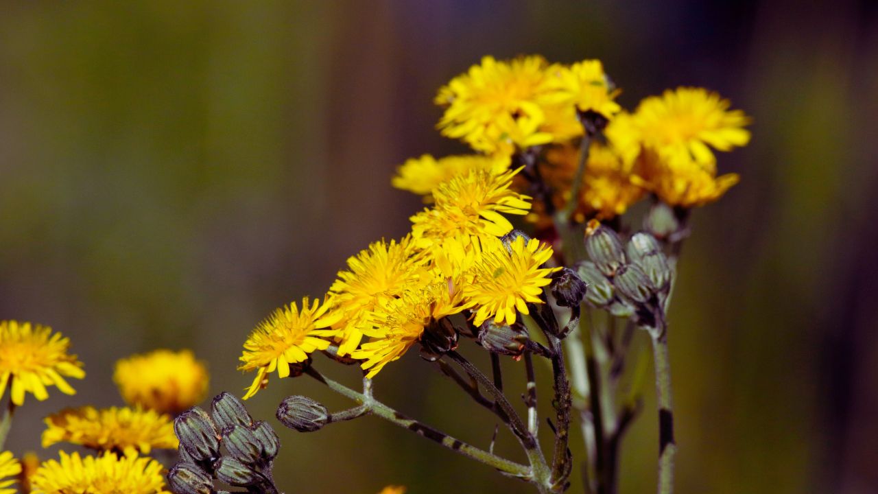 Serralha: benefícios, usos medicinais e como utilizar no dia a dia