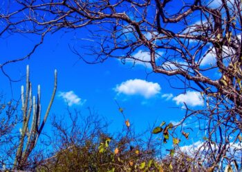 Ameaçada de desertificação, Caatinga entra em plano federal de recuperação ambiental