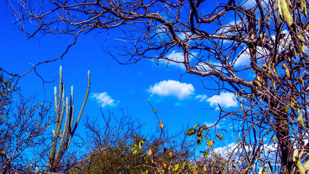 Ameaçada de desertificação, Caatinga entra em plano federal de recuperação ambiental