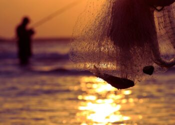 El Niño redefine o equilíbrio do Atlântico e expõe limites da pesca previsível