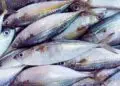 Estudo identifica mercúrio em peixes da baía de Guanabara e acende alerta para pescadores