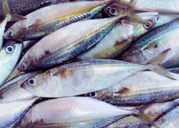 Estudo identifica mercúrio em peixes da baía de Guanabara e acende alerta para pescadores