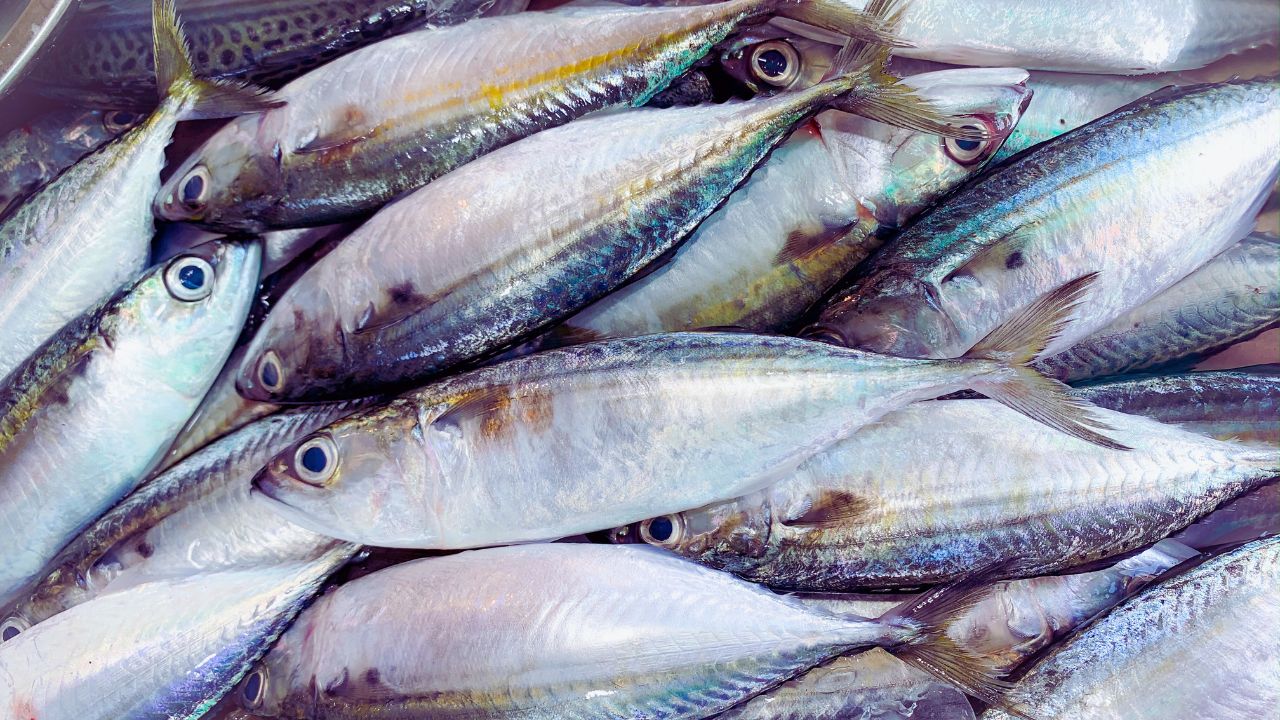 Estudo identifica mercúrio em peixes da baía de Guanabara e acende alerta para pescadores
