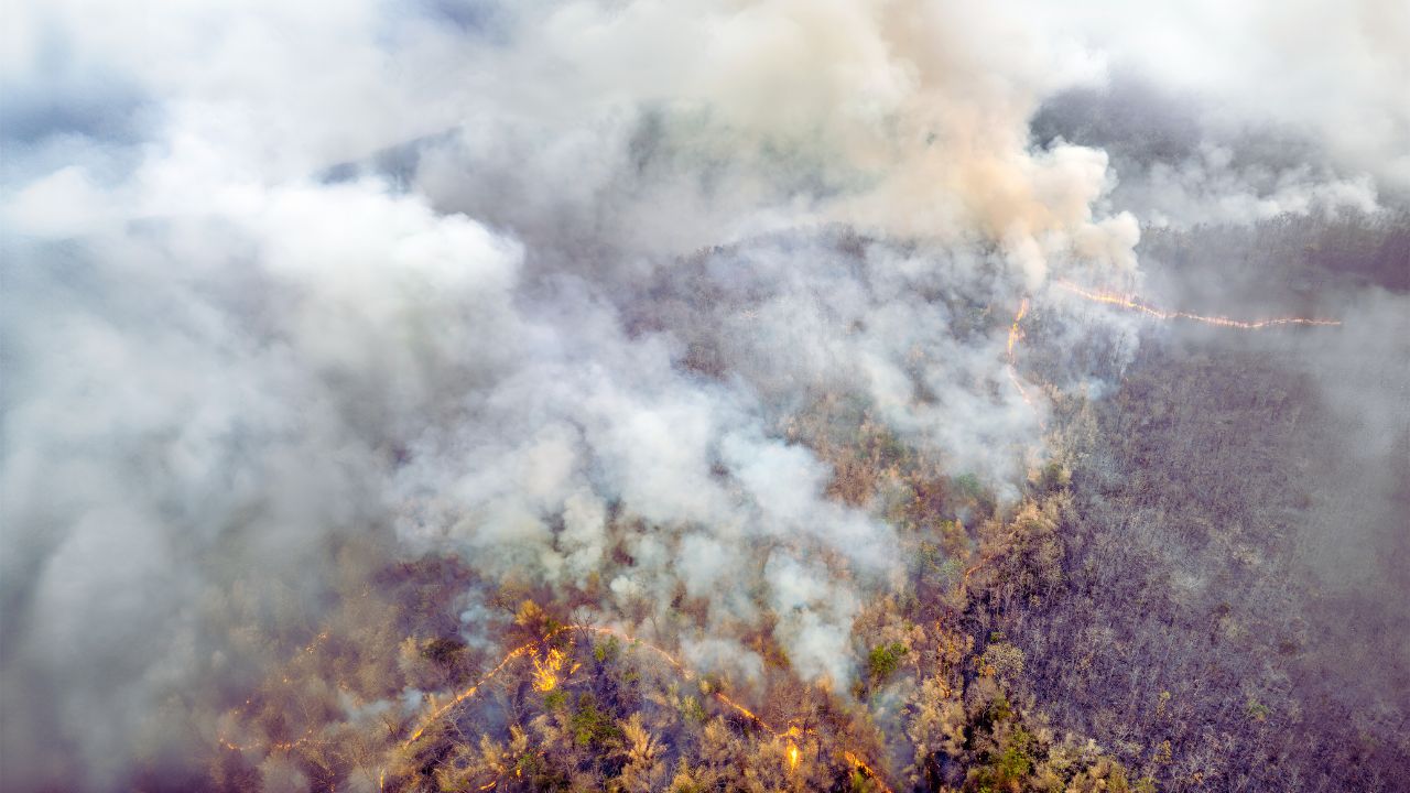 Governo lança painel inédito para rastrear gastos ambientais e climáticos no Brasil