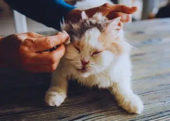 Quando a despedida começa a se apresentar: um conto sobre um homem e seu gato