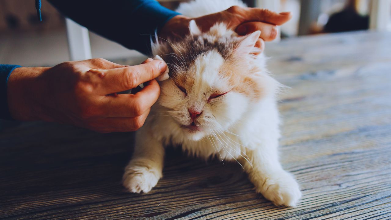 Quando a despedida começa a se apresentar: um conto sobre um homem e seu gato