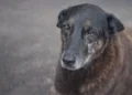 Cachorro comunitário Orelha em Santa Catarina, vítima de maus-tratos, símbolo da luta contra a violência animal.