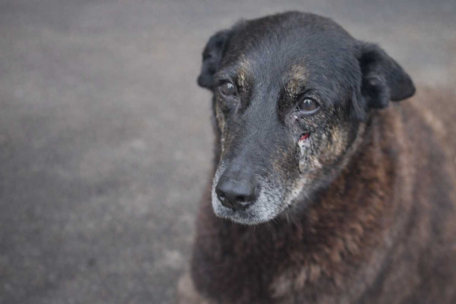 Cachorro comunitário Orelha em Santa Catarina, vítima de maus-tratos, símbolo da luta contra a violência animal.