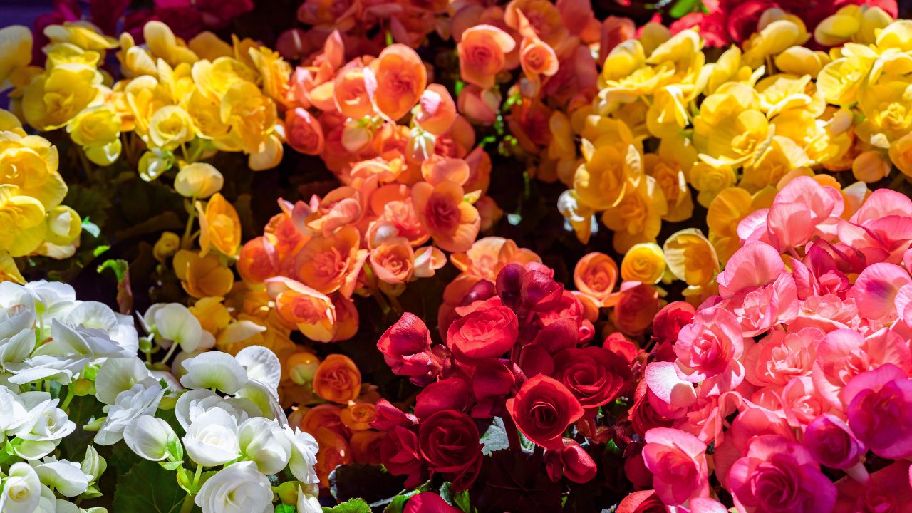 Begônia: benefícios, usos culinários e como utilizar no dia a dia